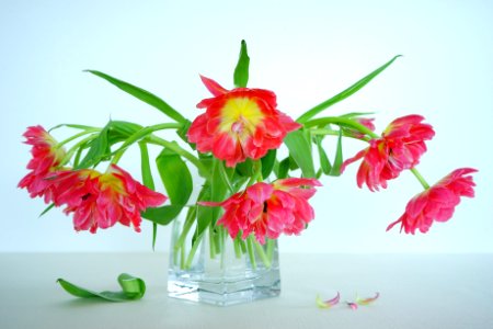 Flower Flowering Plant Plant Flower Arranging photo