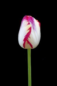 Flower Plant White Flowering Plant