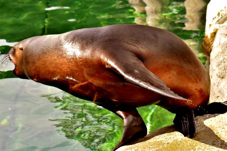 Seals Fauna Mammal Terrestrial Animal photo