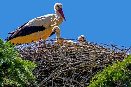 Bird Stork White Stork Ecosystem photo