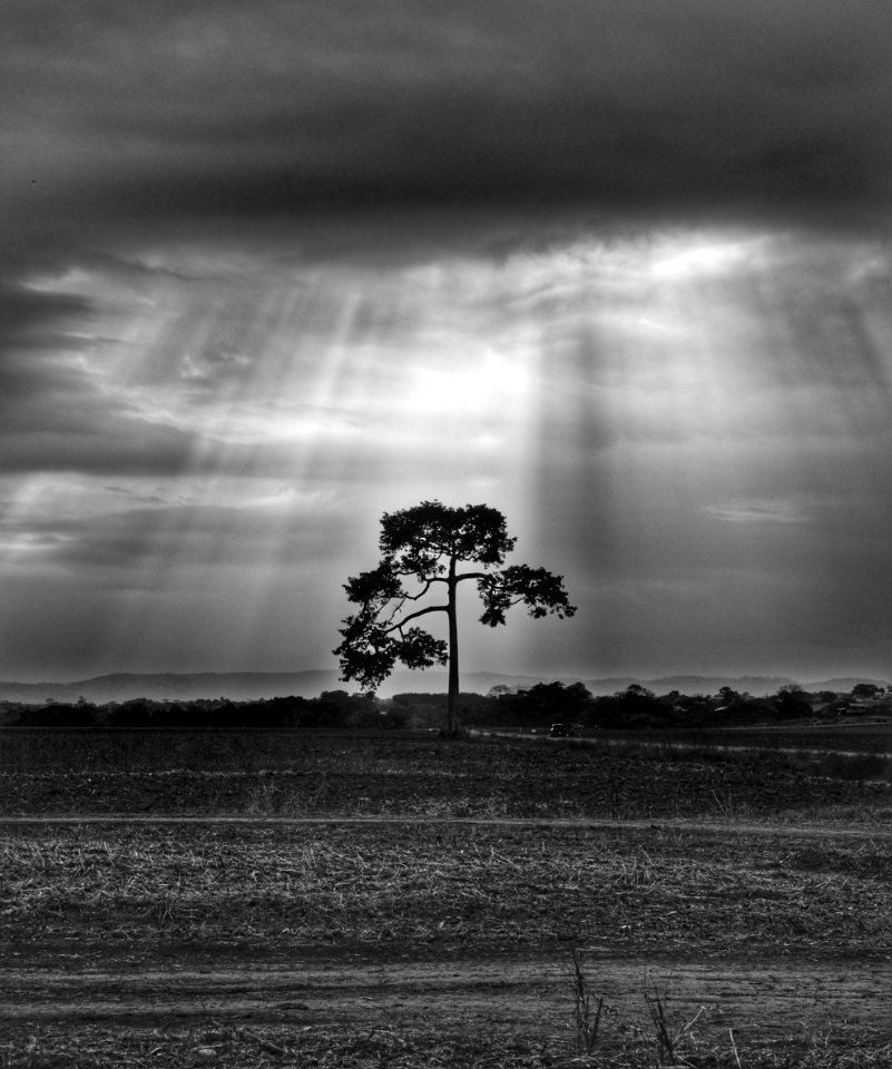 Sky Black And White Monochrome Photography Tree photo