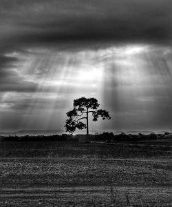 Sky Black And White Monochrome Photography Tree