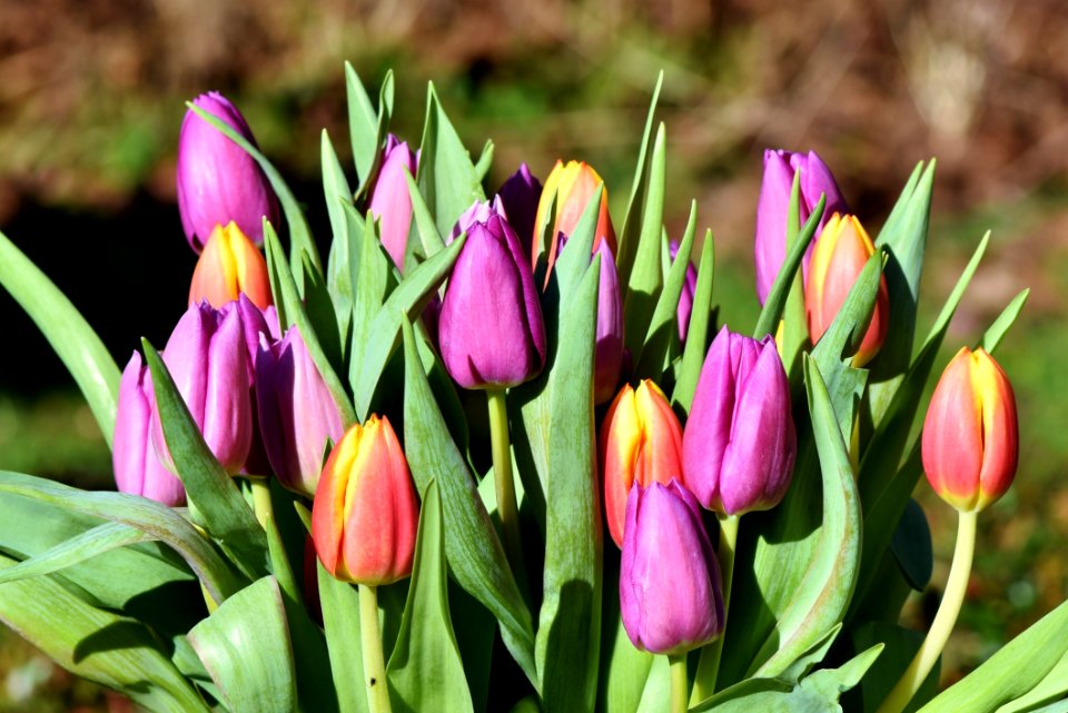 Flower Plant Tulip Flowering Plant