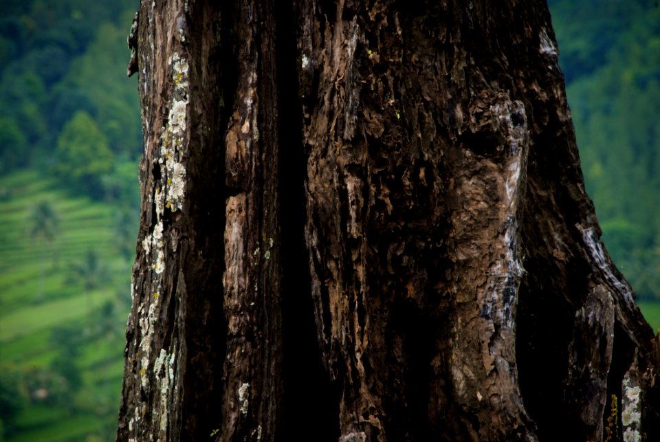 Tree Trunk Old Growth Forest Forest