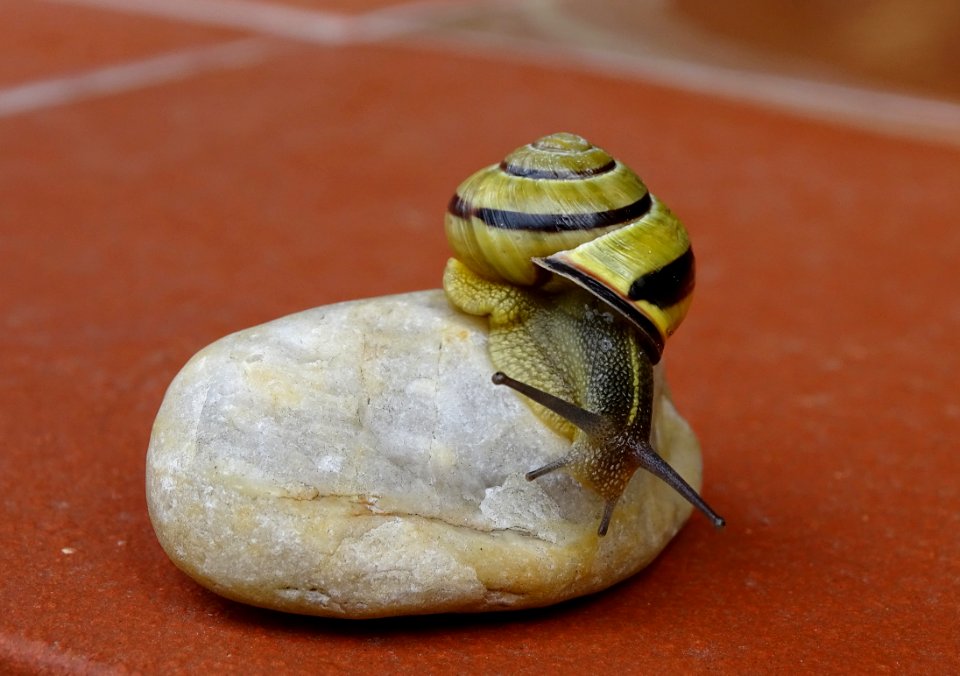 Snail Macro Photography Slug Snails And Slugs