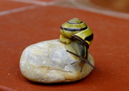Snail Macro Photography Slug Snails And Slugs