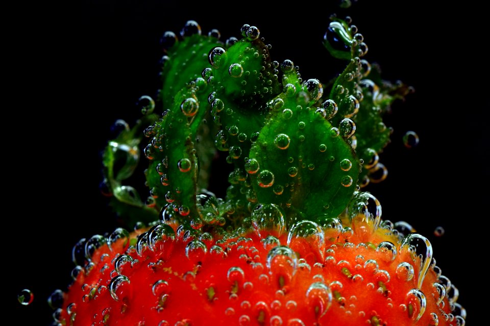 Water Marine Biology Organism Macro Photography
