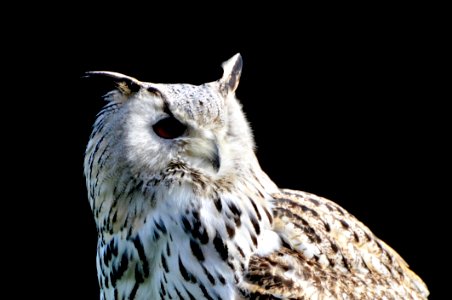 Owl Bird Bird Of Prey Beak photo