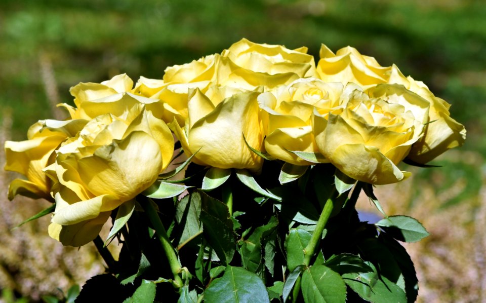 Flower Rose Family Rose Yellow