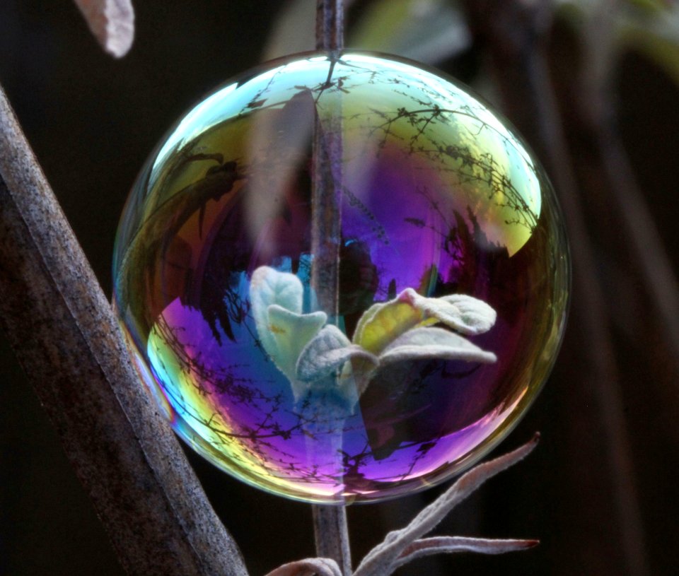 Violet Purple Flower Glass