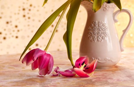 Flower Vase Still Life Photography Plant