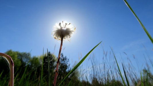 Sky Ecosystem Field Dandelion