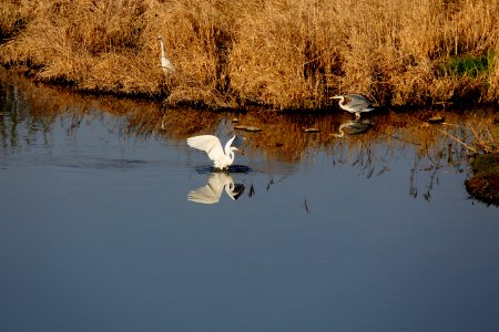 Water Reflection Bird Wetland photo