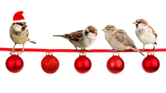 Bird Christmas Ornament Beak Sparrow photo