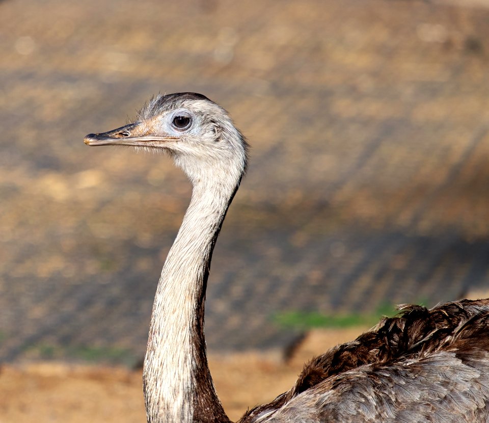 Bird Ostrich Beak Fauna