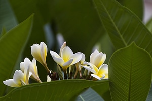 Frangipani plant blooms photo