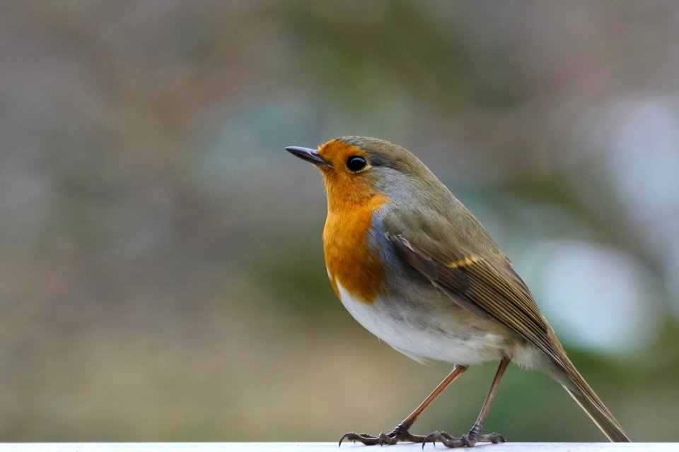 Bird European Robin Fauna Beak