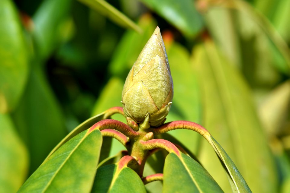 Insect Leaf Bud Macro Photography