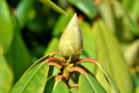 Insect Leaf Bud Macro Photography