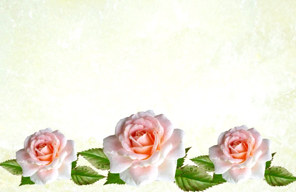 Flower Rose Family Rose Pink