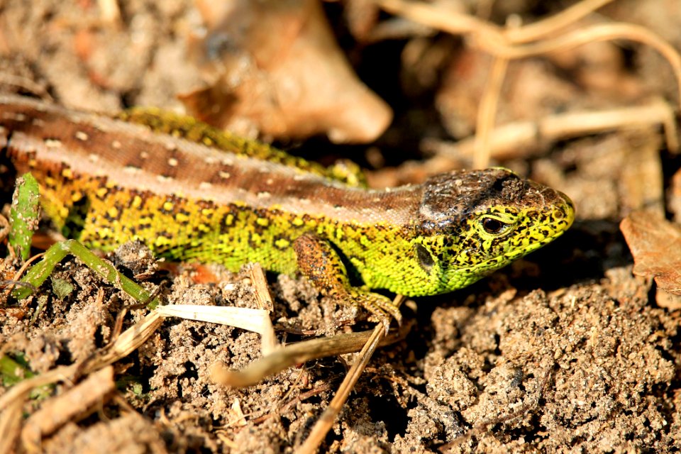 Reptile Lizard Lacertidae Scaled Reptile