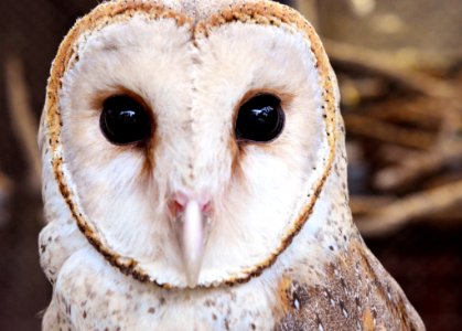 Owl Beak Bird Of Prey Bird