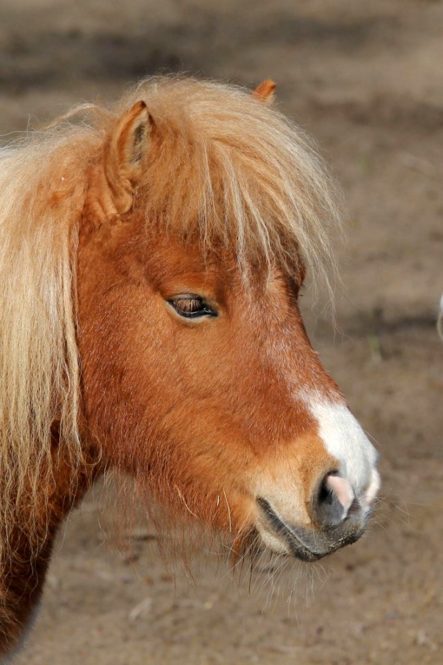 Horse Mane Horse Like Mammal Pony