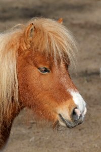 Horse Mane Horse Like Mammal Pony