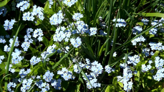 Plant Flower Forget Me Not Flora