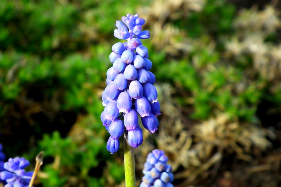 Flower Plant Flora Spring