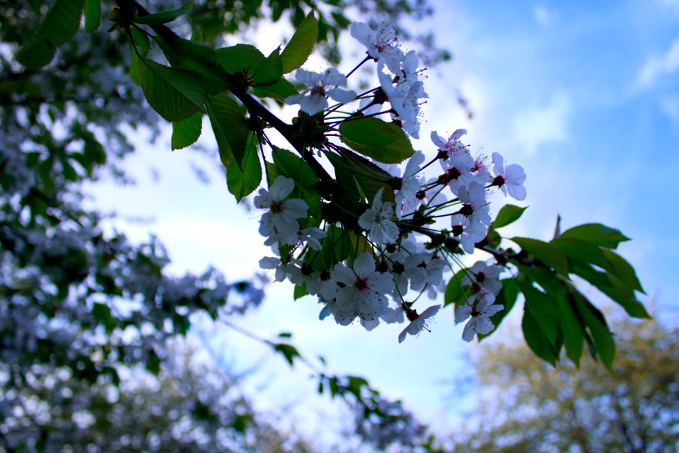 Blossom Branch Spring Plant photo