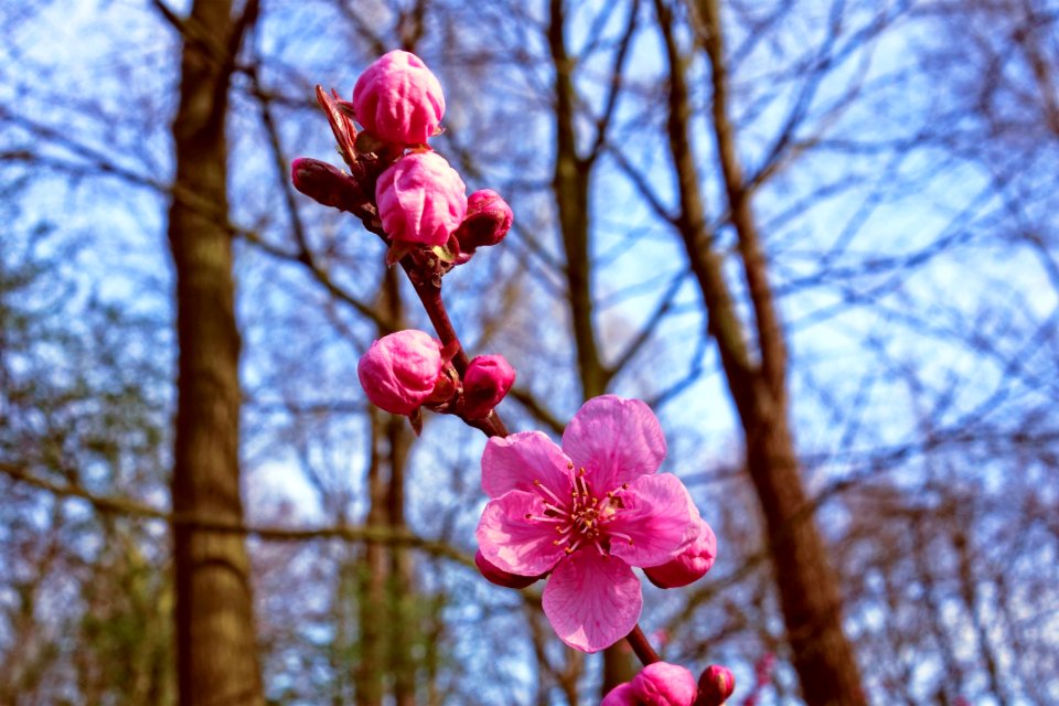 Blossom Pink Flora Spring