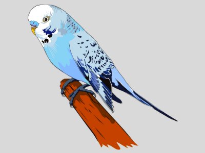Bird Common Pet Parakeet Beak Parrot
