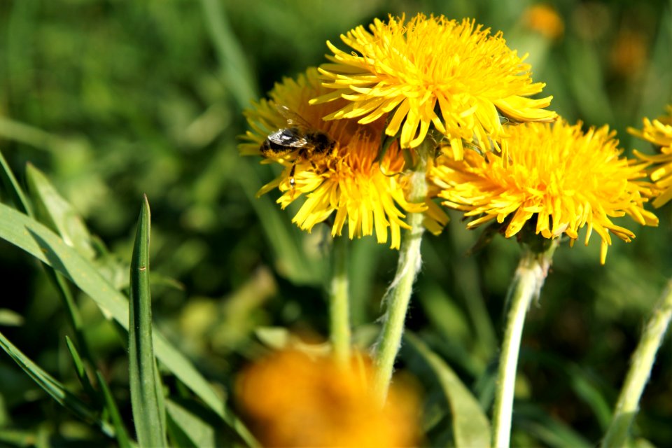 Honey Bee Flower Bee Nectar
