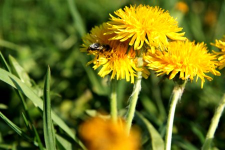 Honey Bee Flower Bee Nectar photo