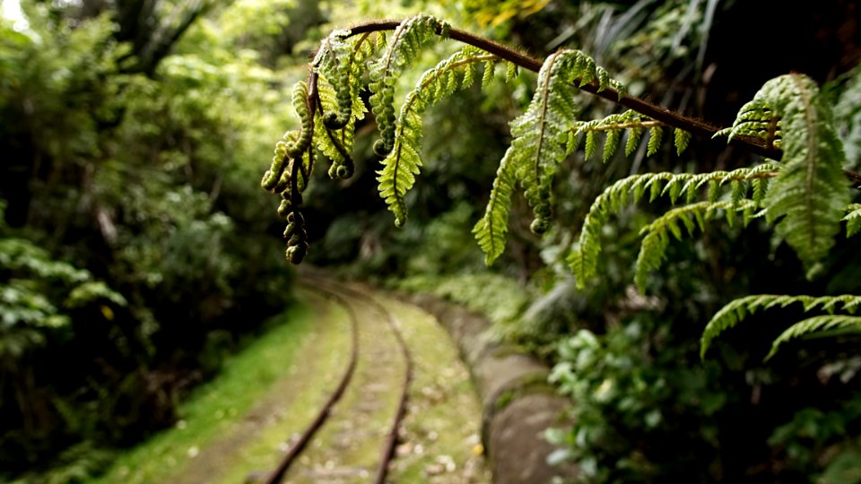 Vegetation Forest Rainforest Jungle photo