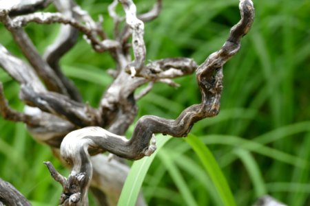 Branch Plant Tree Organism photo