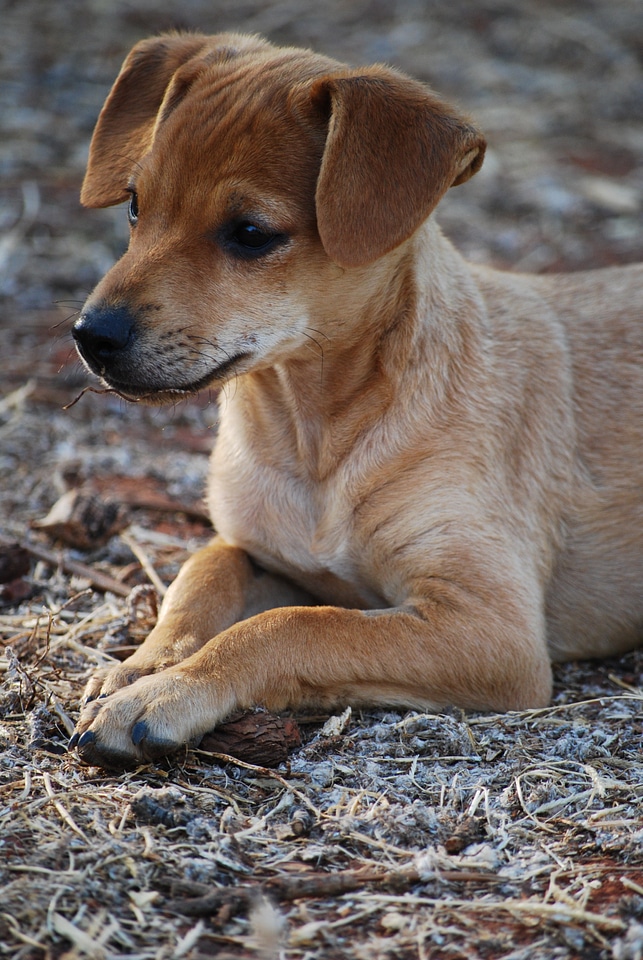 Curious puppies pets photo