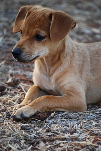 Curious puppies pets photo