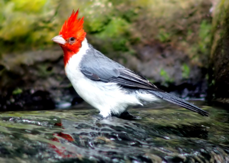 Bird Fauna Beak Cardinal