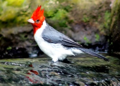 Bird Fauna Beak Cardinal photo
