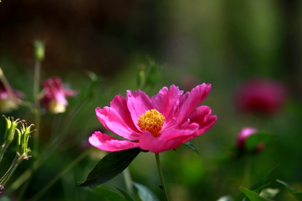 Flower Flora Plant Wildflower