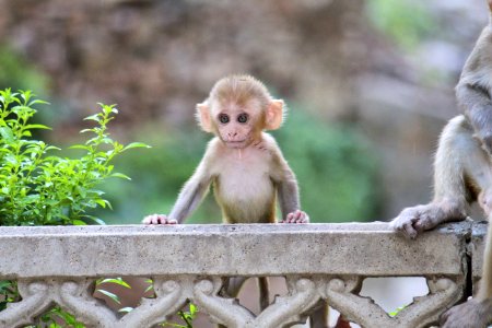 Macaque Fauna Mammal Primate photo