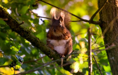 Squirrel Fauna Mammal Branch