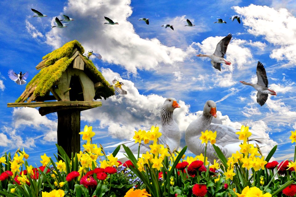 Sky Flower Ecosystem Flora