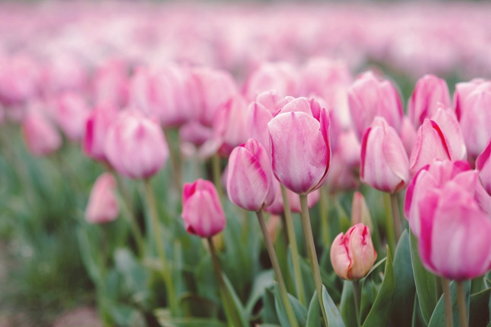 Flower Pink Plant Flowering Plant