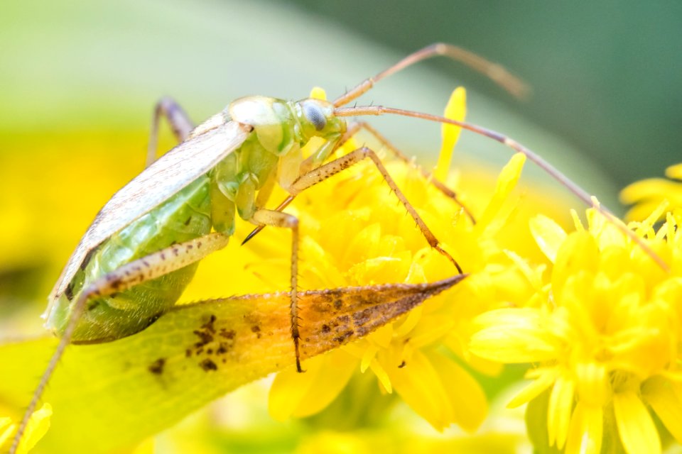 Insect Macro Photography Pest Invertebrate
