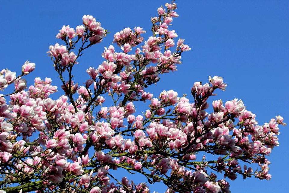 Plant Flower Spring Flowering Plant