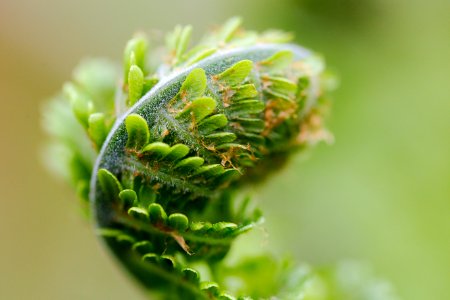 Close Up Macro Photography Plant Plant Stem photo