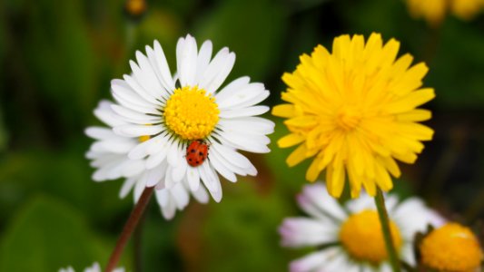 Flower Yellow Flora Chamaemelum Nobile photo